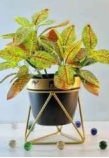 https://allotrope.in/storage/photos/1/newprd/218_POT_WITH_CAMEL_PRINT_1310.png